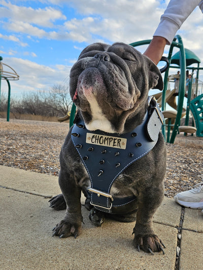 NH5 - Personalized Spiked Leather Dog Harness