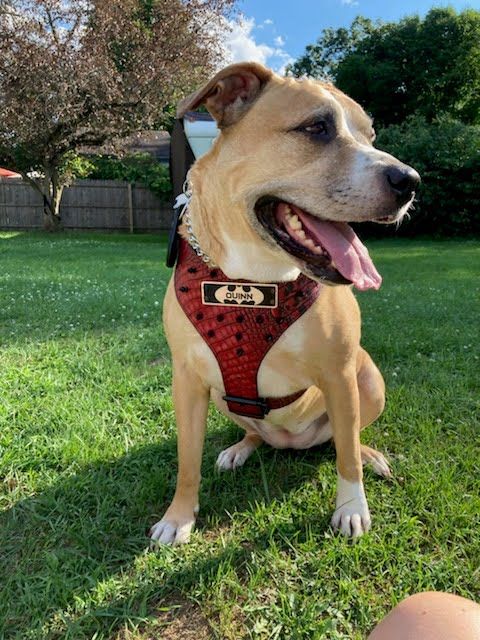 YN62 - Spiked Leather Dog Harness Personalized Name Plate