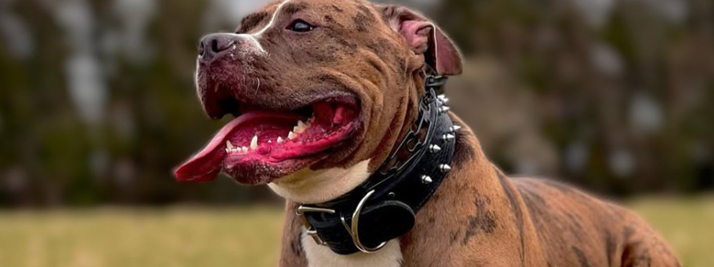 bark collar for pitbulls