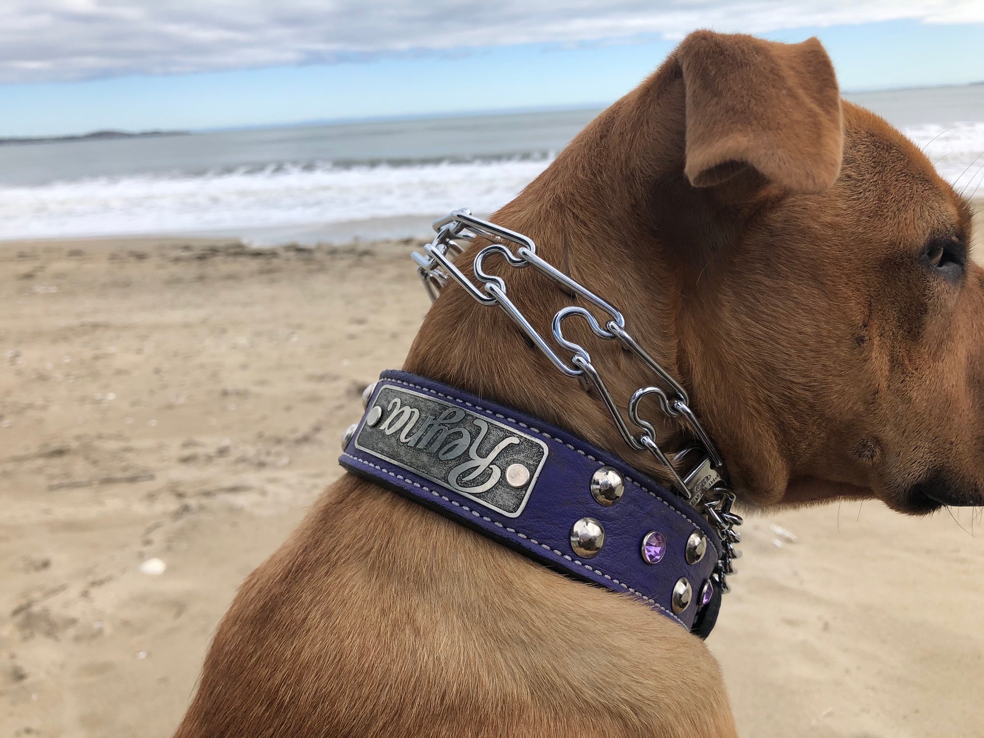 Personalized Studs & Gems Leather Dog Collar - 2 Wide - Pit Bull Gear