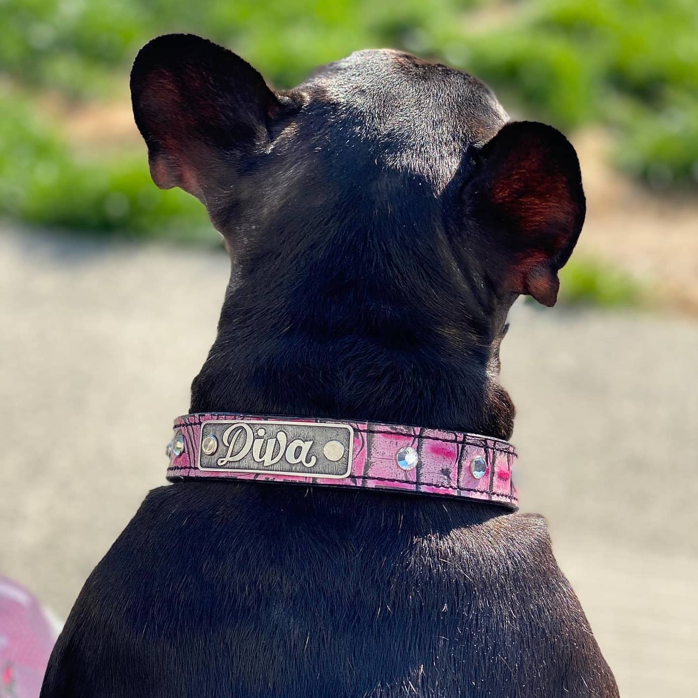 BRAND NEW Prada dog collar!!! for Sale in Middleburg, FL - OfferUp