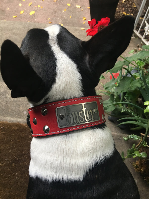 WN1 - 2" Wide Leather Dog Collar Personalized Name Plate Cone Studded