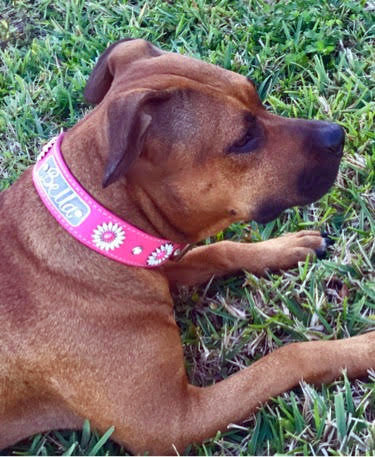 VN4 - Collar de cuero para perro de 1,5" de ancho con placa de identificación personalizada y margaritas