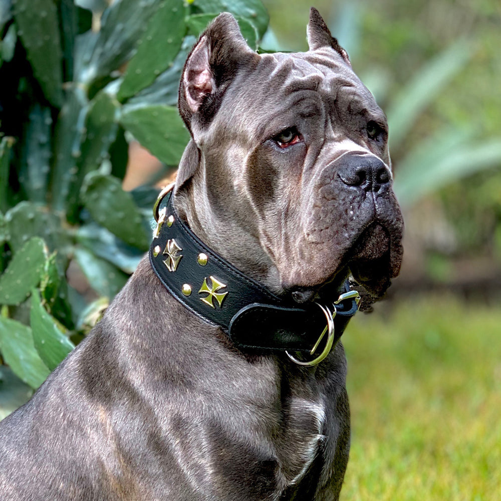 Cane corso leather dog collar hotsell