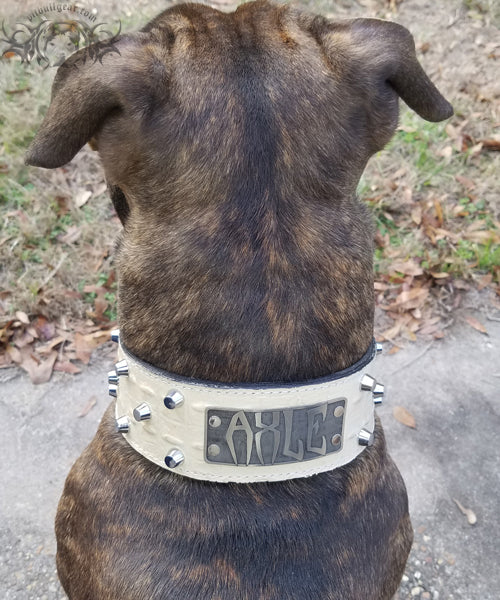 NJ8 - 2.5" Wide Personalized Leather Dog Collar with Studs