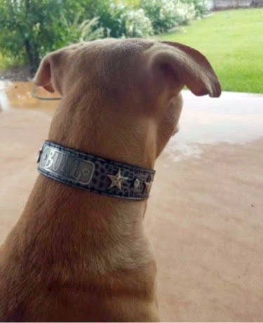 V42 - 1.5" Wide Personalized Star Leather Dog Collar w/Gems