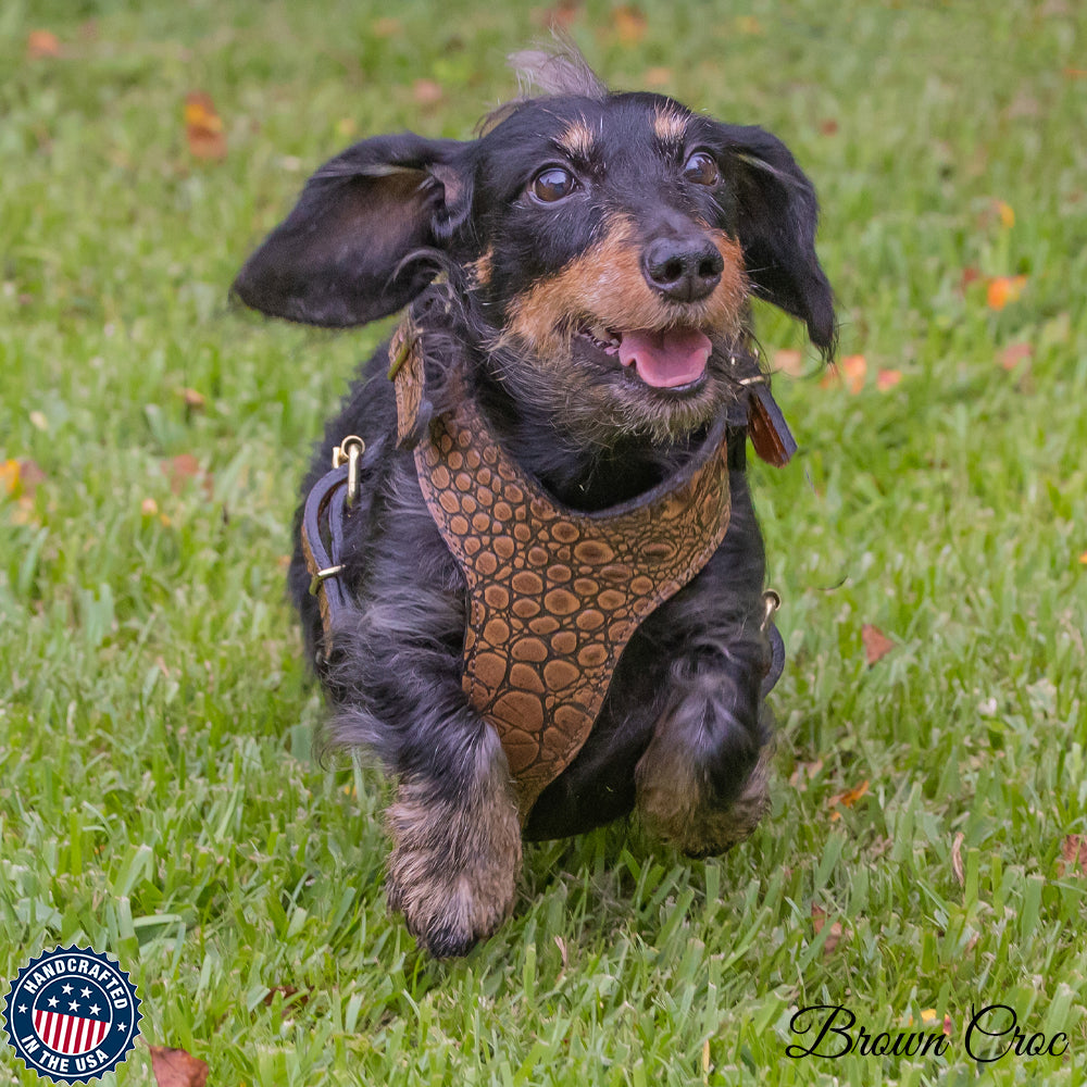 2-Ply Latigo Leather Dog Harness w/Studs - Pit Bull Gear