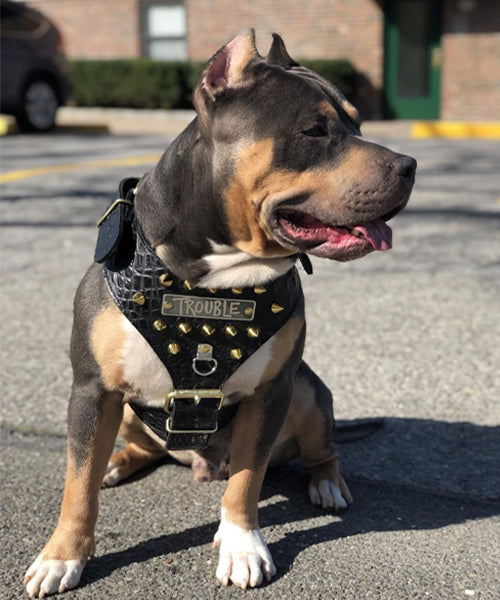 NH8 - Arnés de cuero para perros con placa de identificación y púas cónicas 