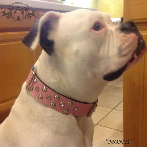 Pink best sale pitbull collar