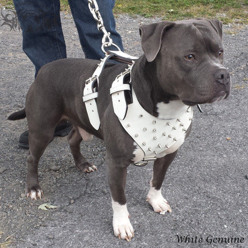 Y62 - Spiked Leather Dog Harness - 1